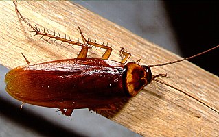 Ameriški ščurek